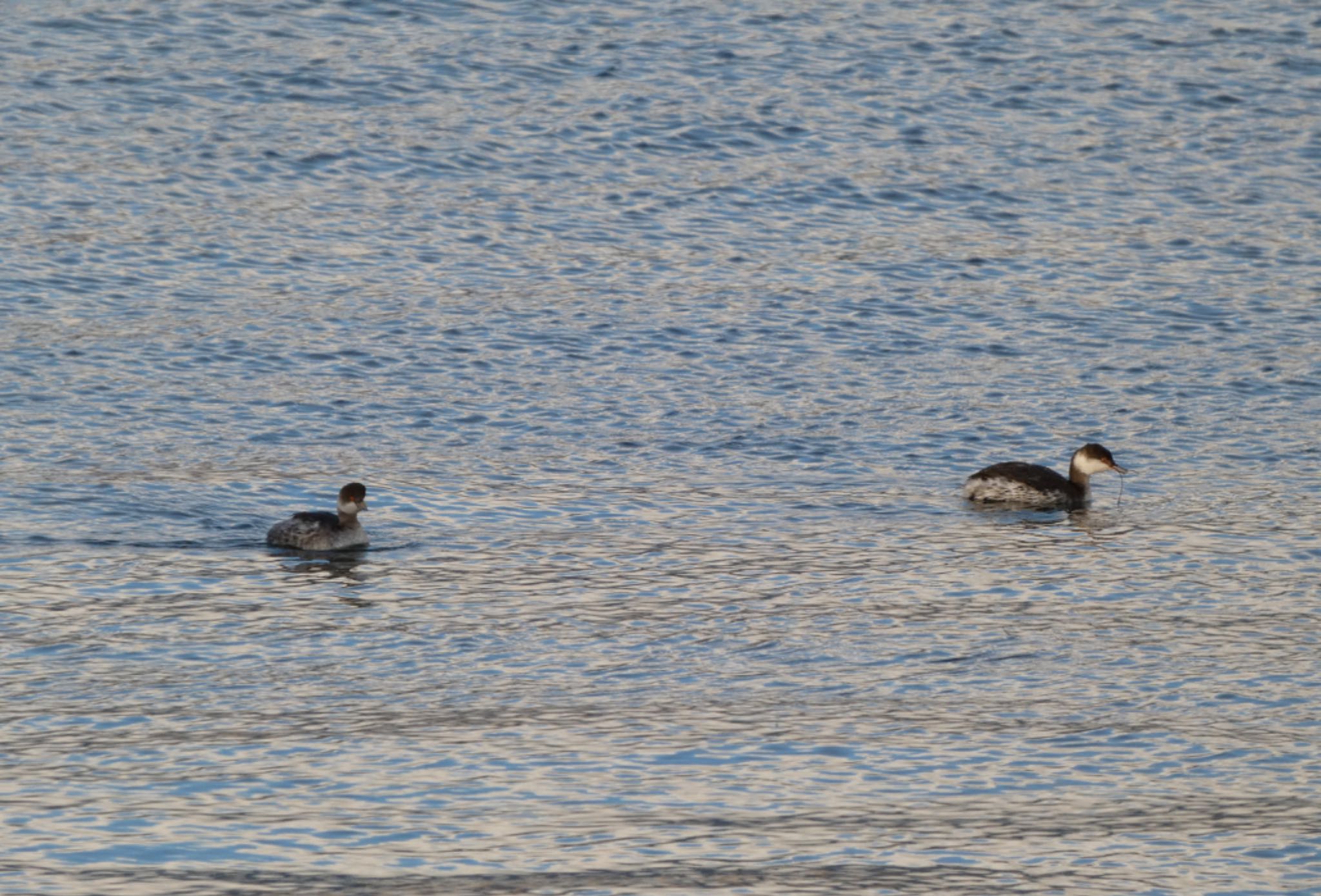 Photo of Black-necked Grebe at 富士川河口 by koshi