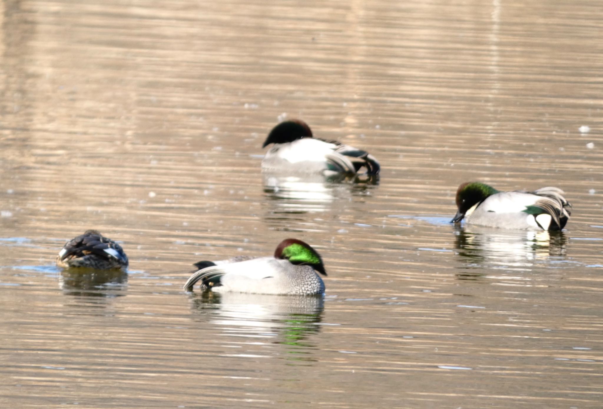 Falcated Duck