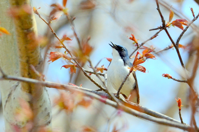 Siberian Blue Robin