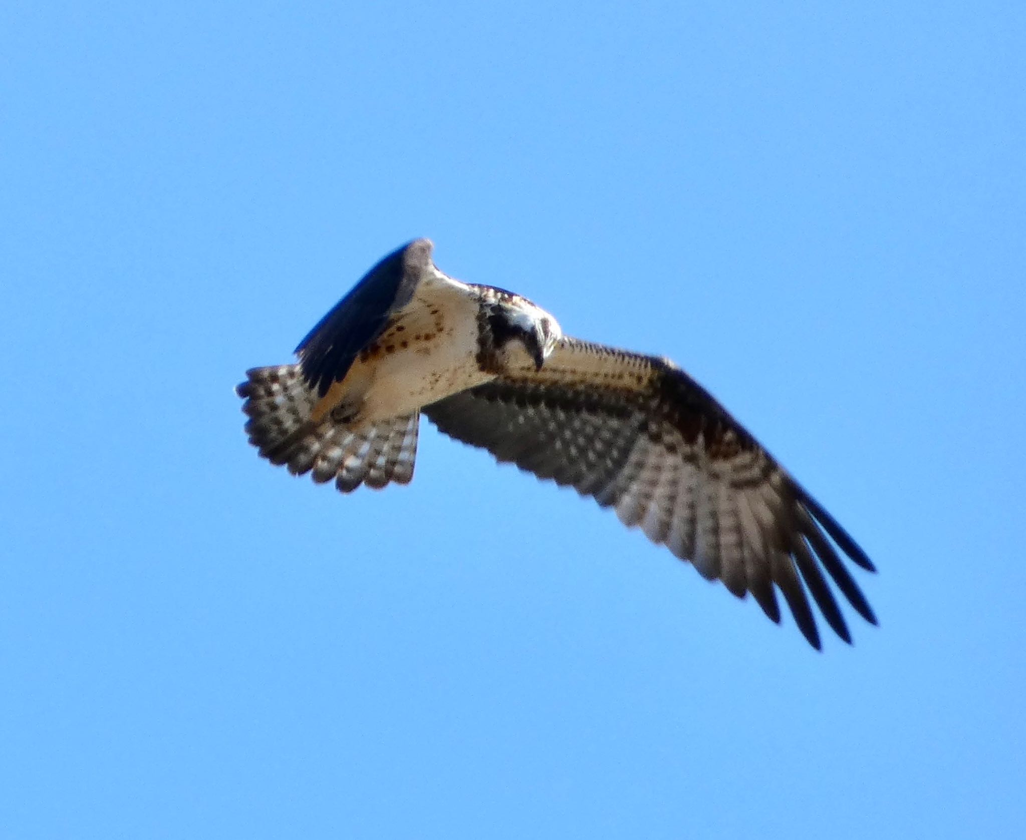 Osprey