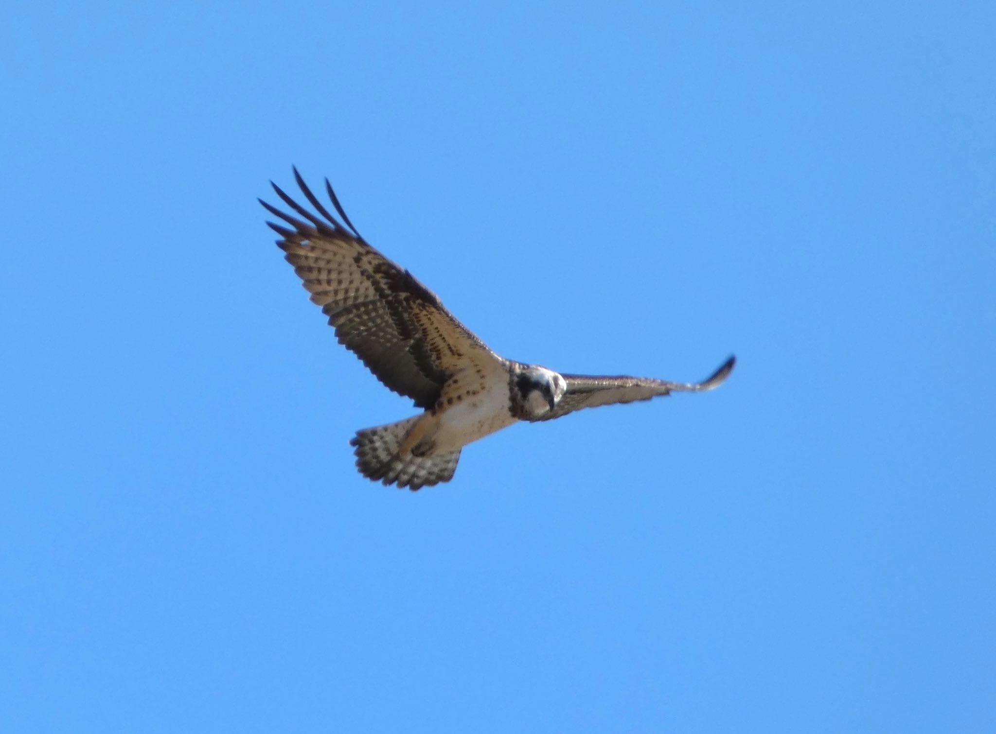 Osprey