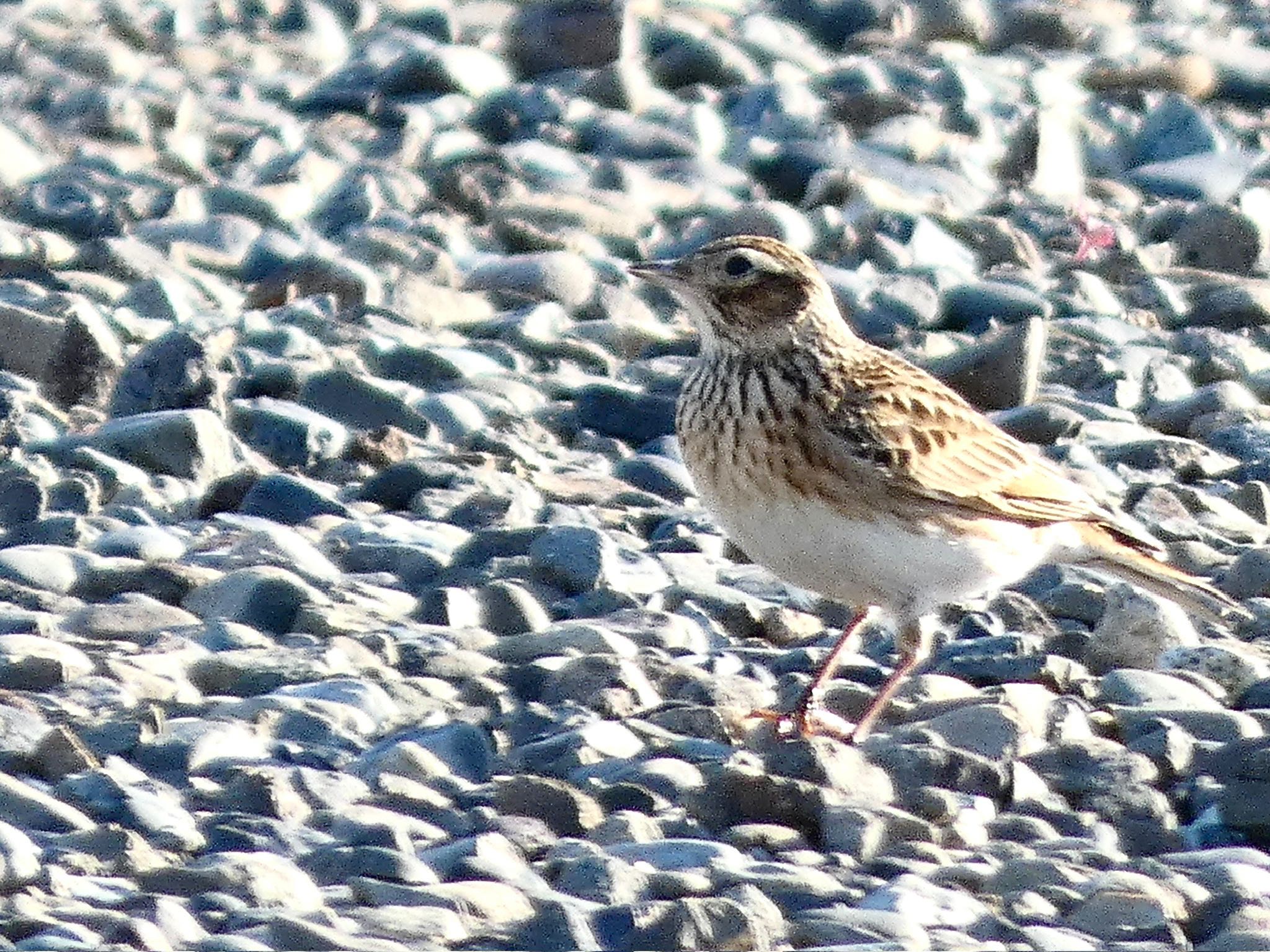 Eurasian Skylark