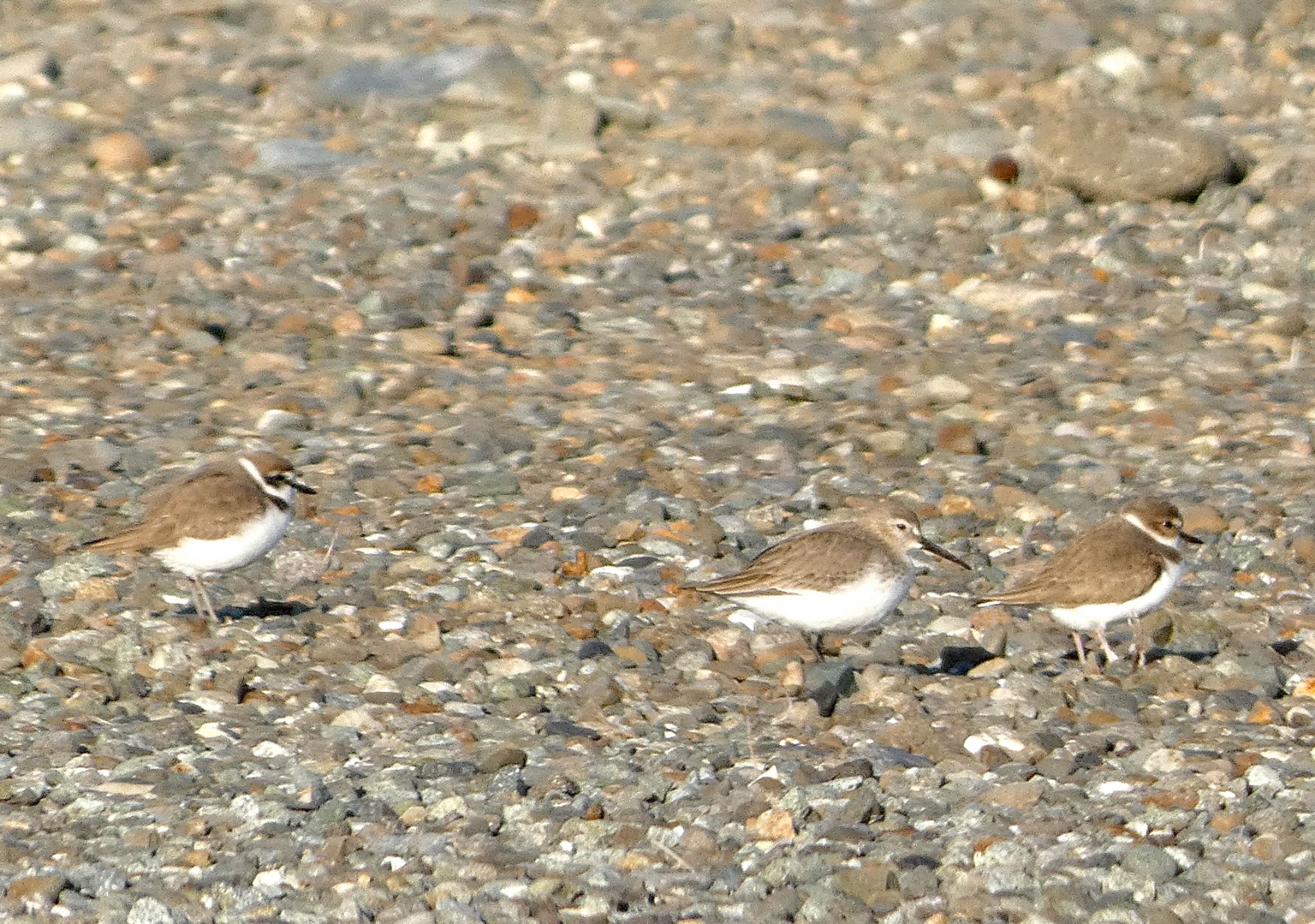 Dunlin