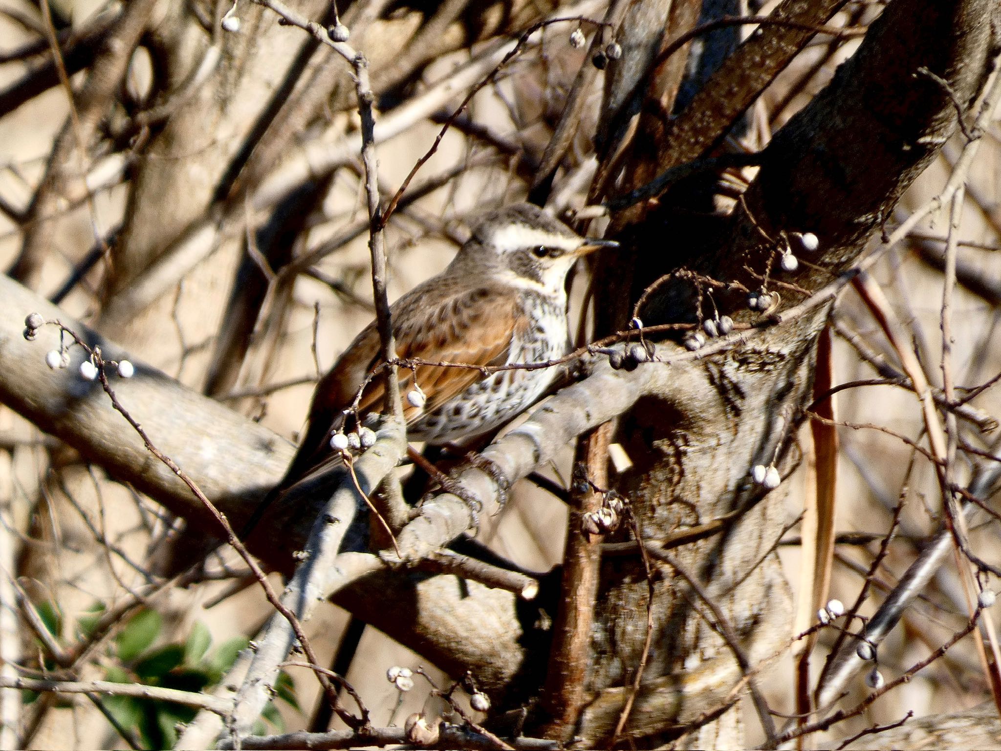 Dusky Thrush