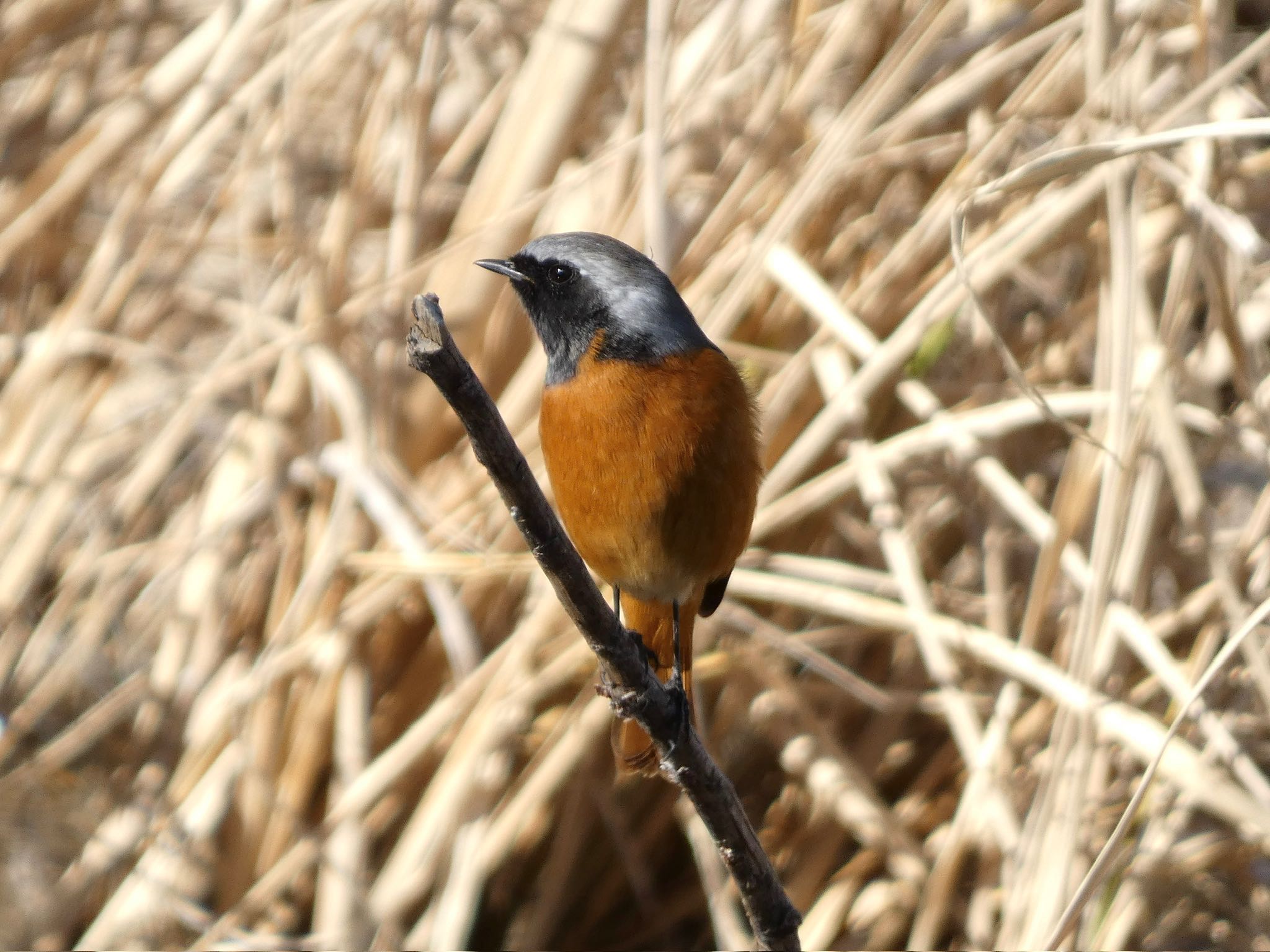 Daurian Redstart