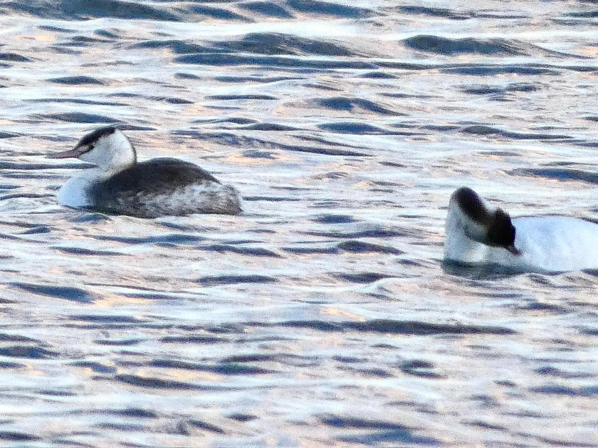 Great Crested Grebe