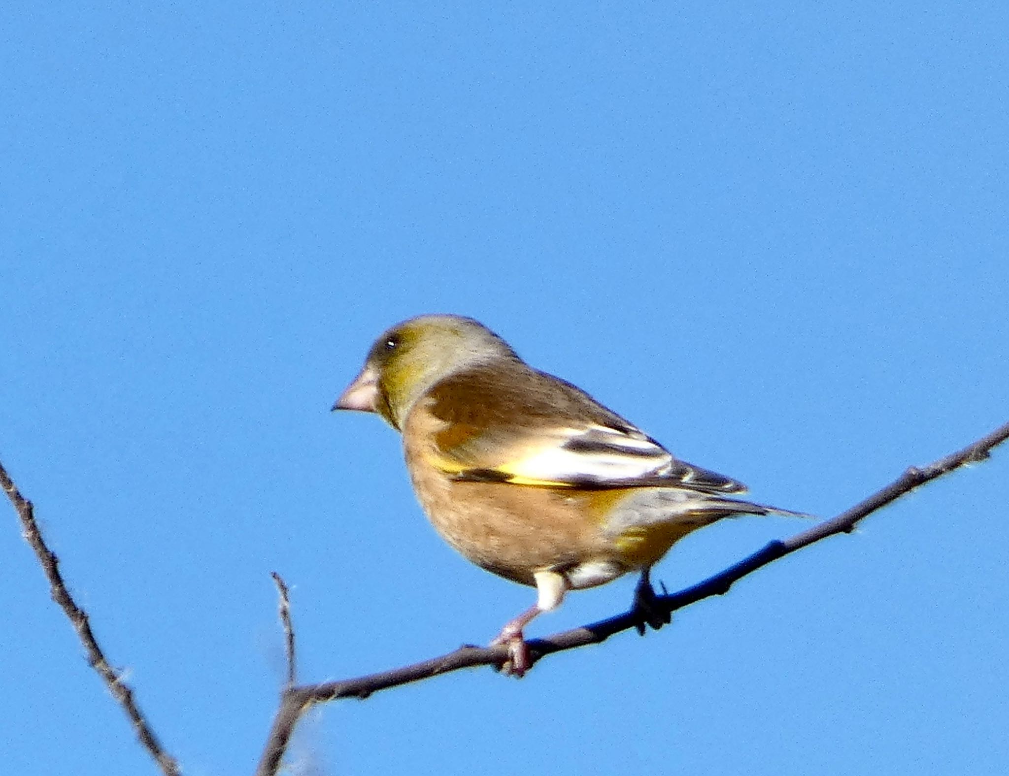 Photo of Grey-capped Greenfinch at 麻機遊水地 by koshi