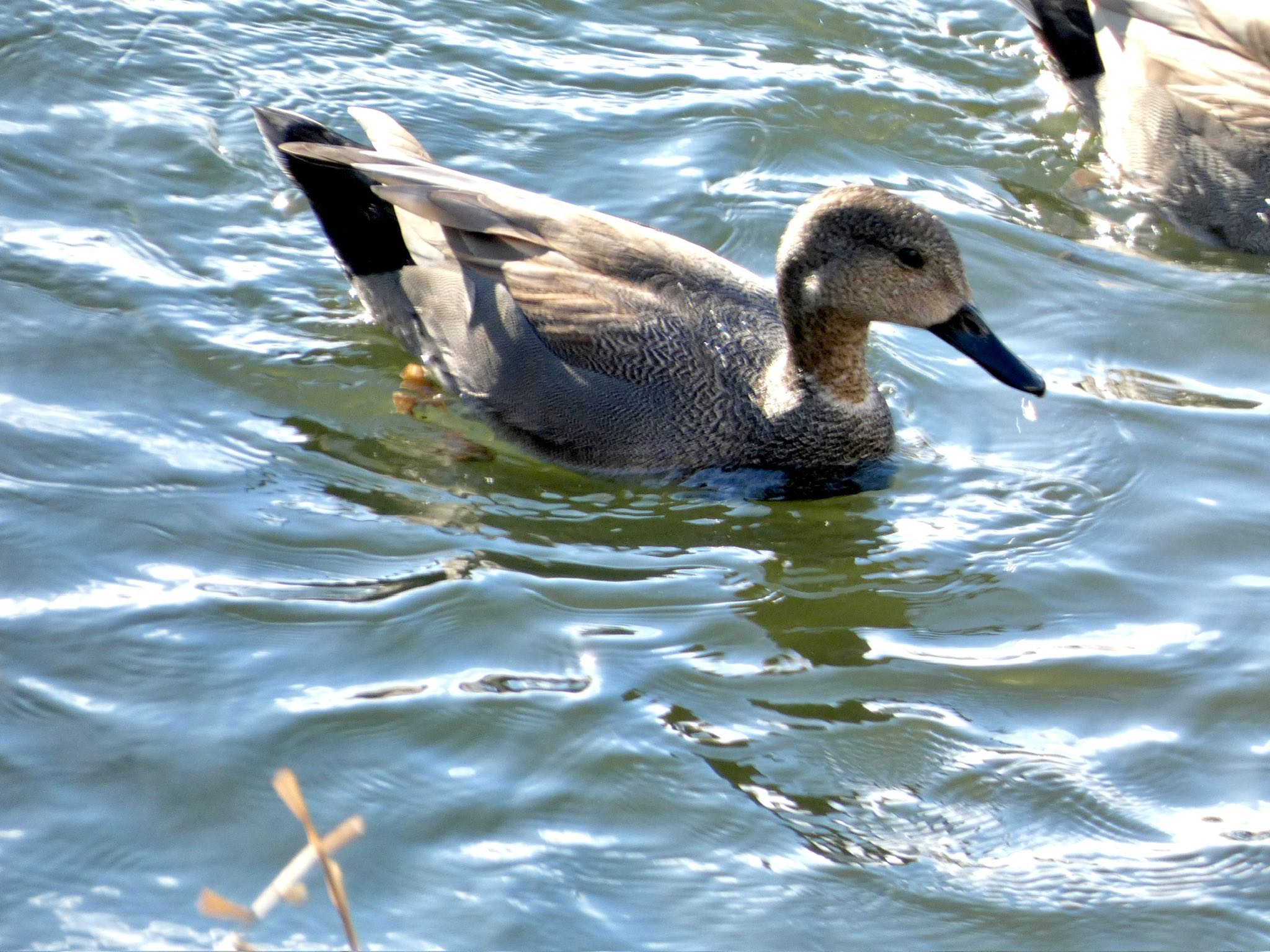 Gadwall