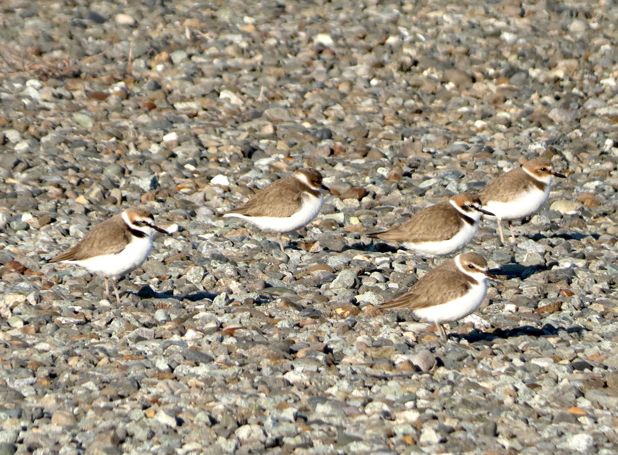 Kentish Plover