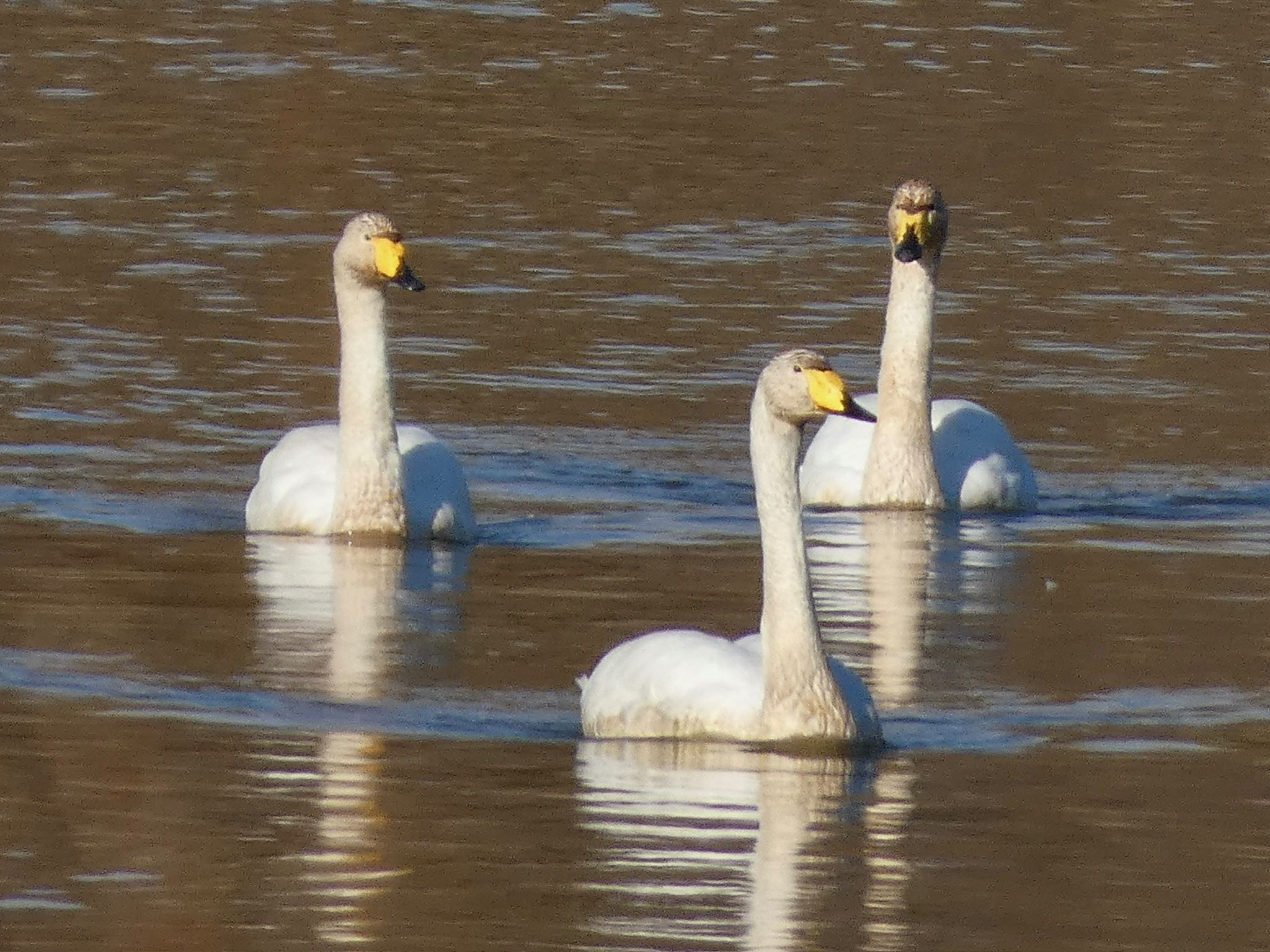 Whooper Swan