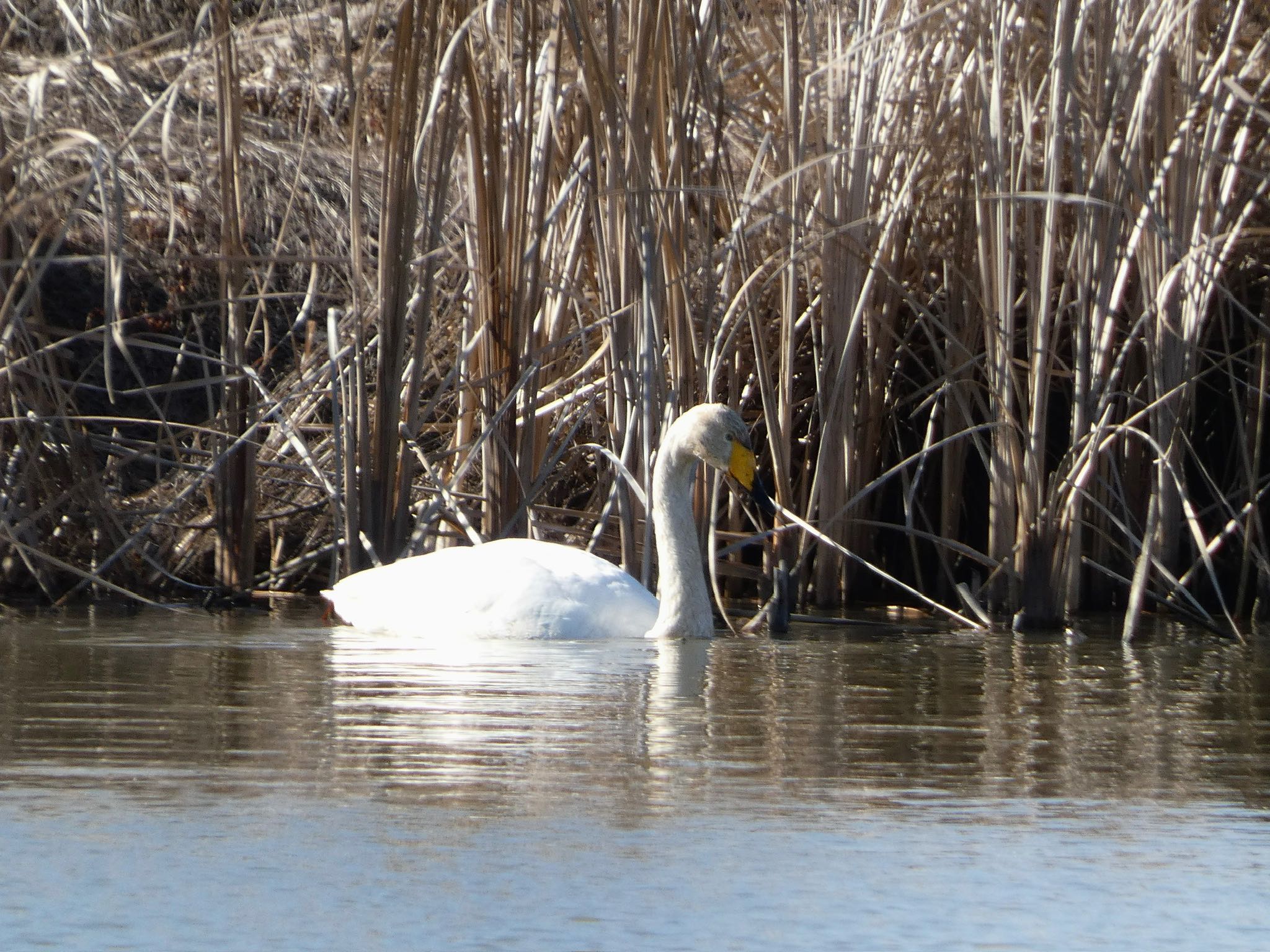 Whooper Swan