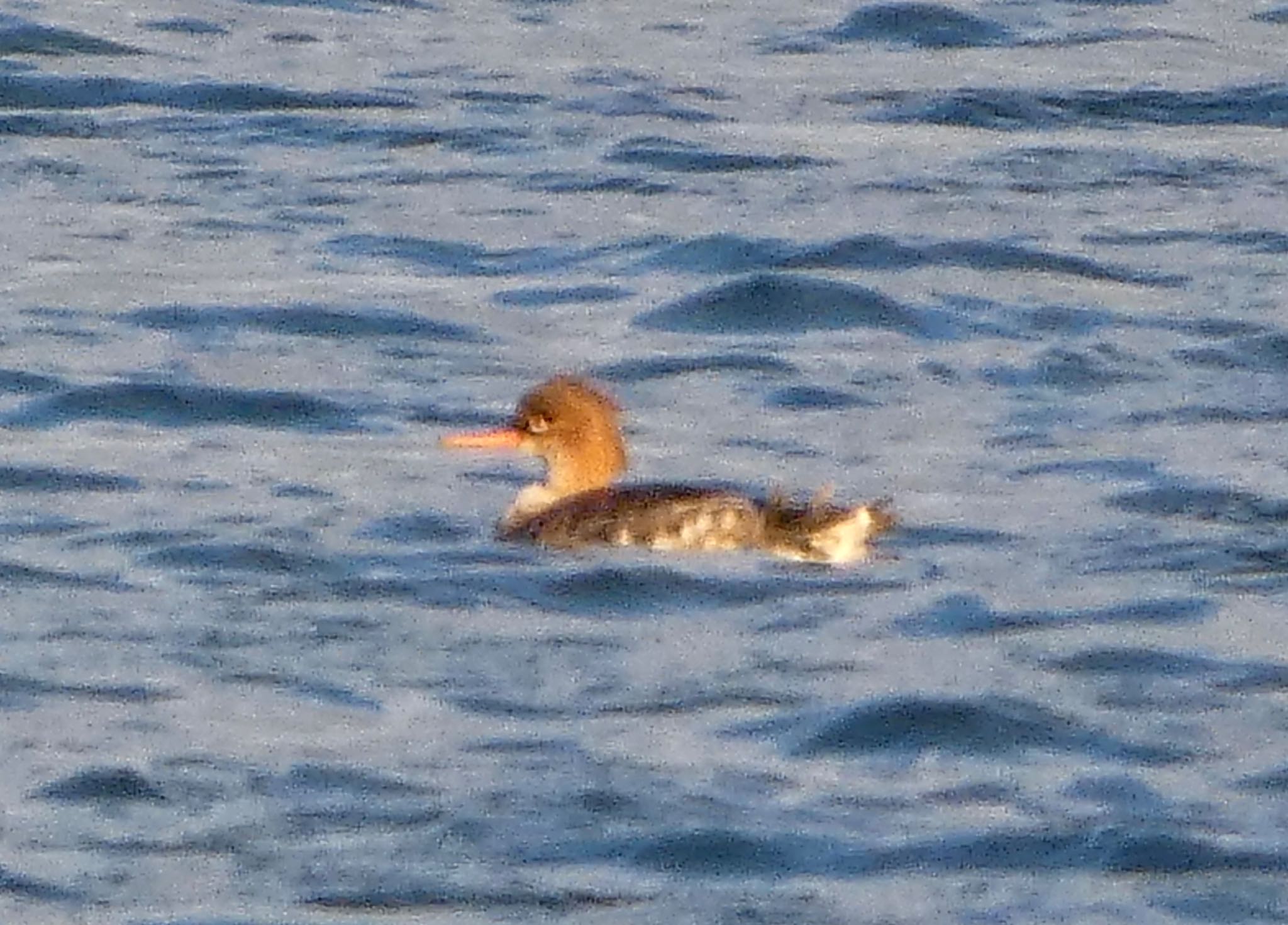 Red-breasted Merganser