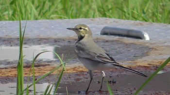 2023年10月2日(月) 佐倉の野鳥観察記録