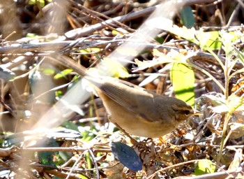 2024年1月13日(土) 麻機遊水地の野鳥観察記録