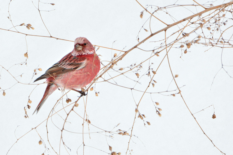 Photo of Pallas's Rosefinch at 北海道 by Markee Norman