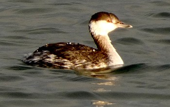 Horned Grebe 富士川河口 Sat, 1/13/2024