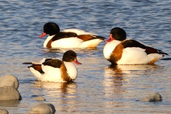 2024年1月13日(土) 富士川河口の野鳥観察記録