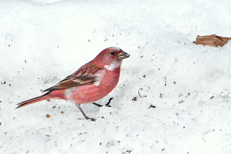 Pallas's Rosefinch