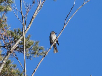 Brown-eared Bulbul 六甲山 Sun, 1/14/2024