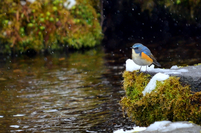 北海道 ルリビタキの写真 by Markee Norman