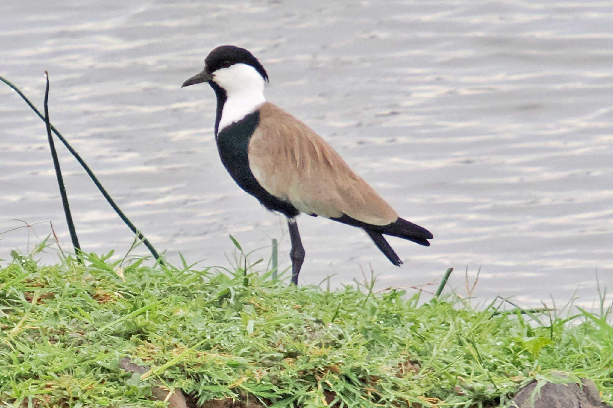 Photo of Spur-winged Lapwing at Amboseli National Park by 藤原奏冥
