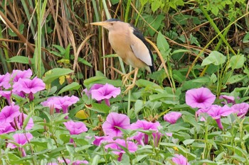 Little Bittern