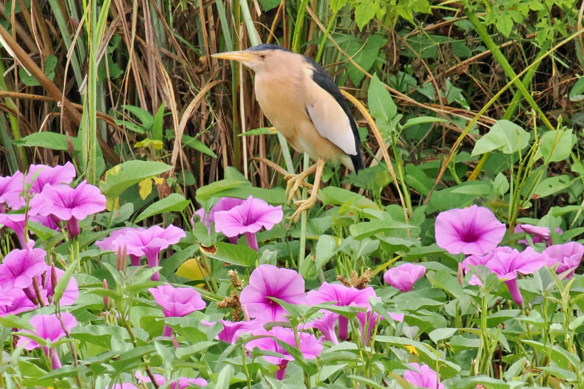 アンボセリ国立公園 ヒメヨシゴイの写真 by 藤原奏冥