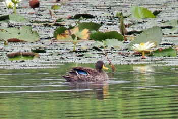 Yellow-billed Duck Amboseli National Park Tue, 12/26/2023