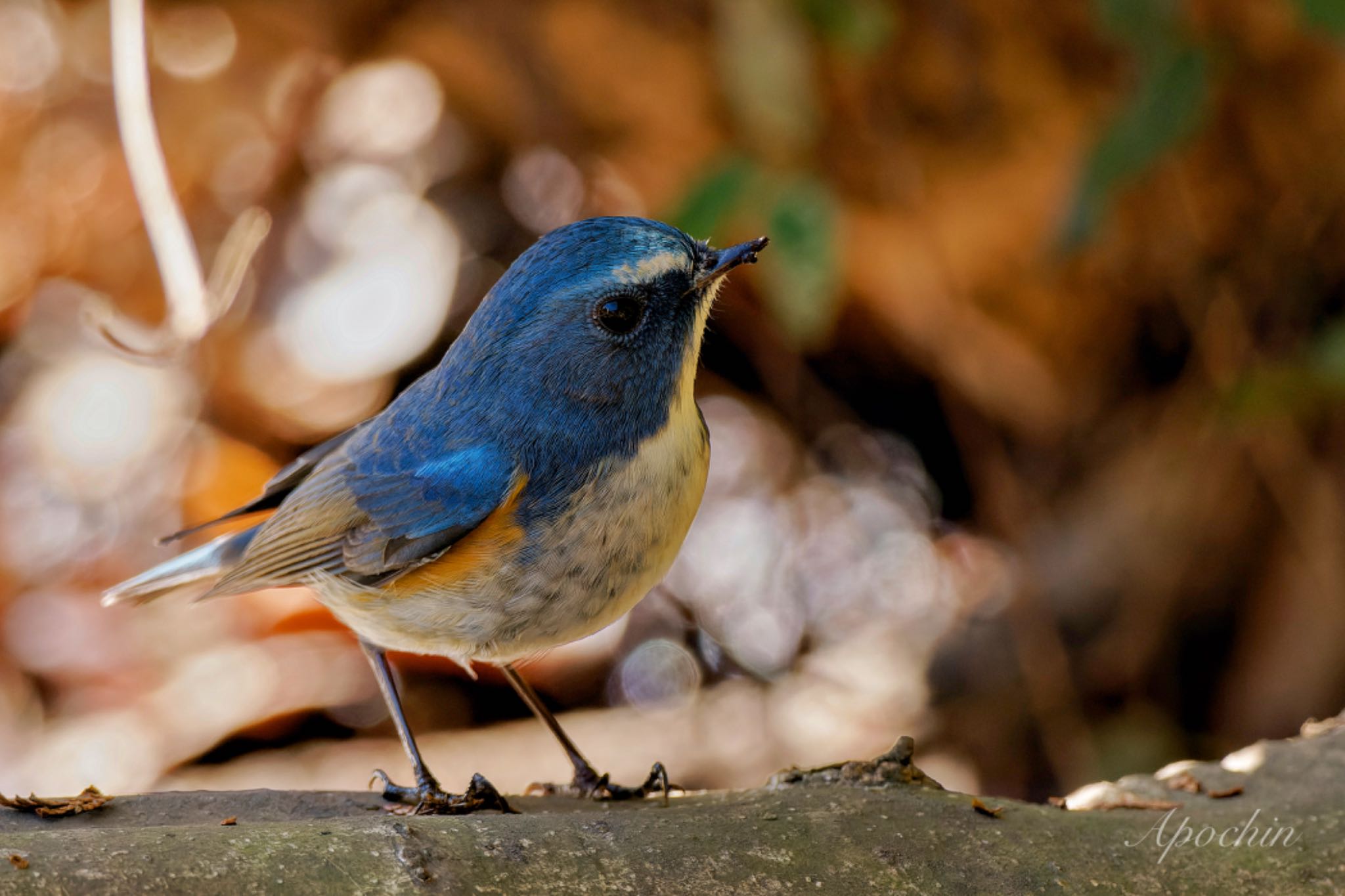 Red-flanked Bluetail