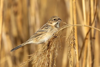 Pallas's Reed Bunting 多摩川 Sat, 1/13/2024