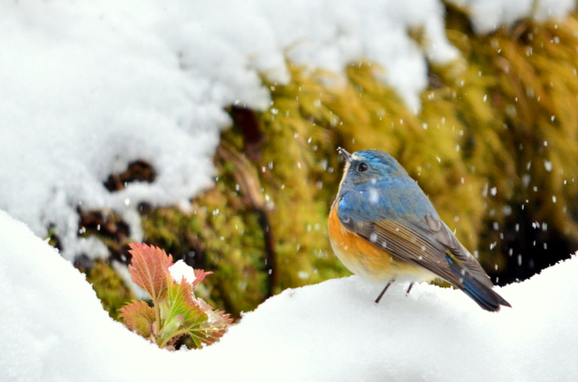 Red-flanked Bluetail