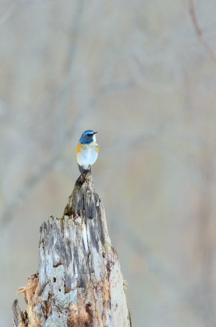 Red-flanked Bluetail