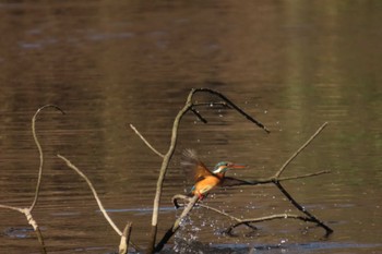 2024年1月14日(日) 明治神宮の野鳥観察記録