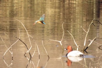 カワセミ 明治神宮 2024年1月14日(日)