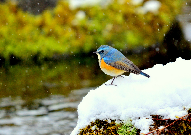 Red-flanked Bluetail