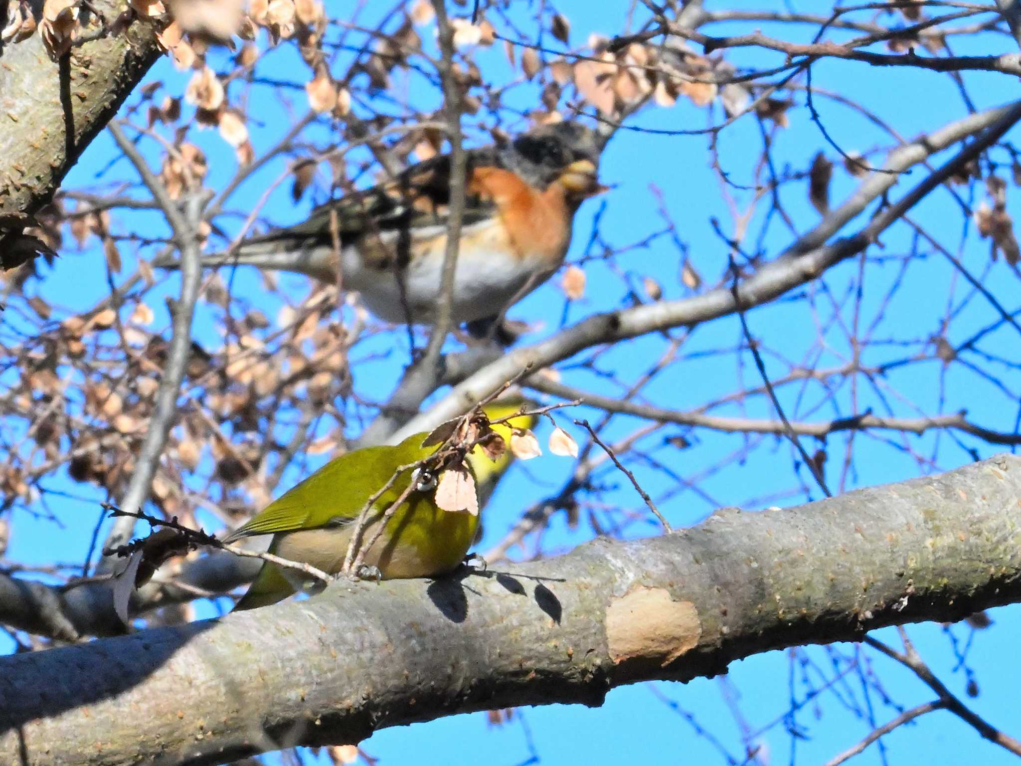 2024年1月13日(土) 奈良市水上池の野鳥観察記録 by 仁者楽山 2024年1月13日(土) 奈良市水上池の野鳥観察記録 by 仁者楽山