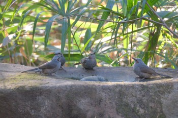 Brown-eared Bulbul Inokashira Park Sun, 1/7/2024