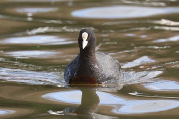 オオバン 明石公園 2023年12月17日(日)