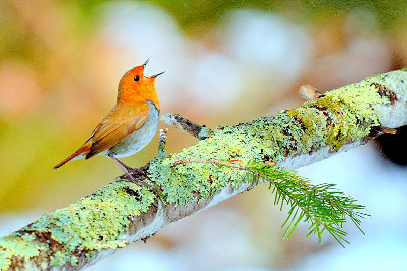 Japanese Robin