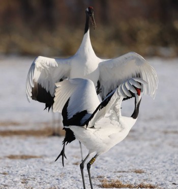 Red-crowned Crane Tsurumidai Sat, 12/30/2023