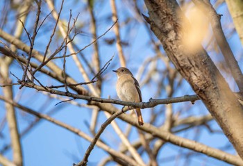 Daurian Redstart 江津湖 Tue, 1/2/2024