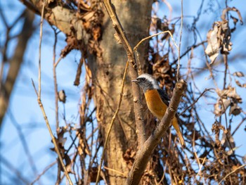 Daurian Redstart 江津湖 Tue, 1/2/2024