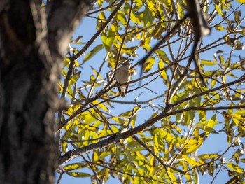 Red-breasted Flycatcher 江津湖 Tue, 1/2/2024