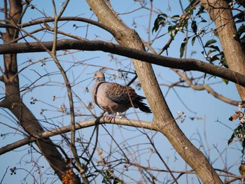 Oriental Turtle Dove 江津湖 Tue, 1/2/2024