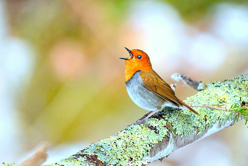 Japanese Robin