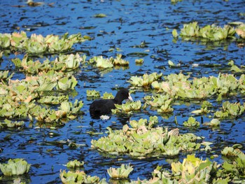 Eurasian Coot 江津湖 Tue, 1/2/2024