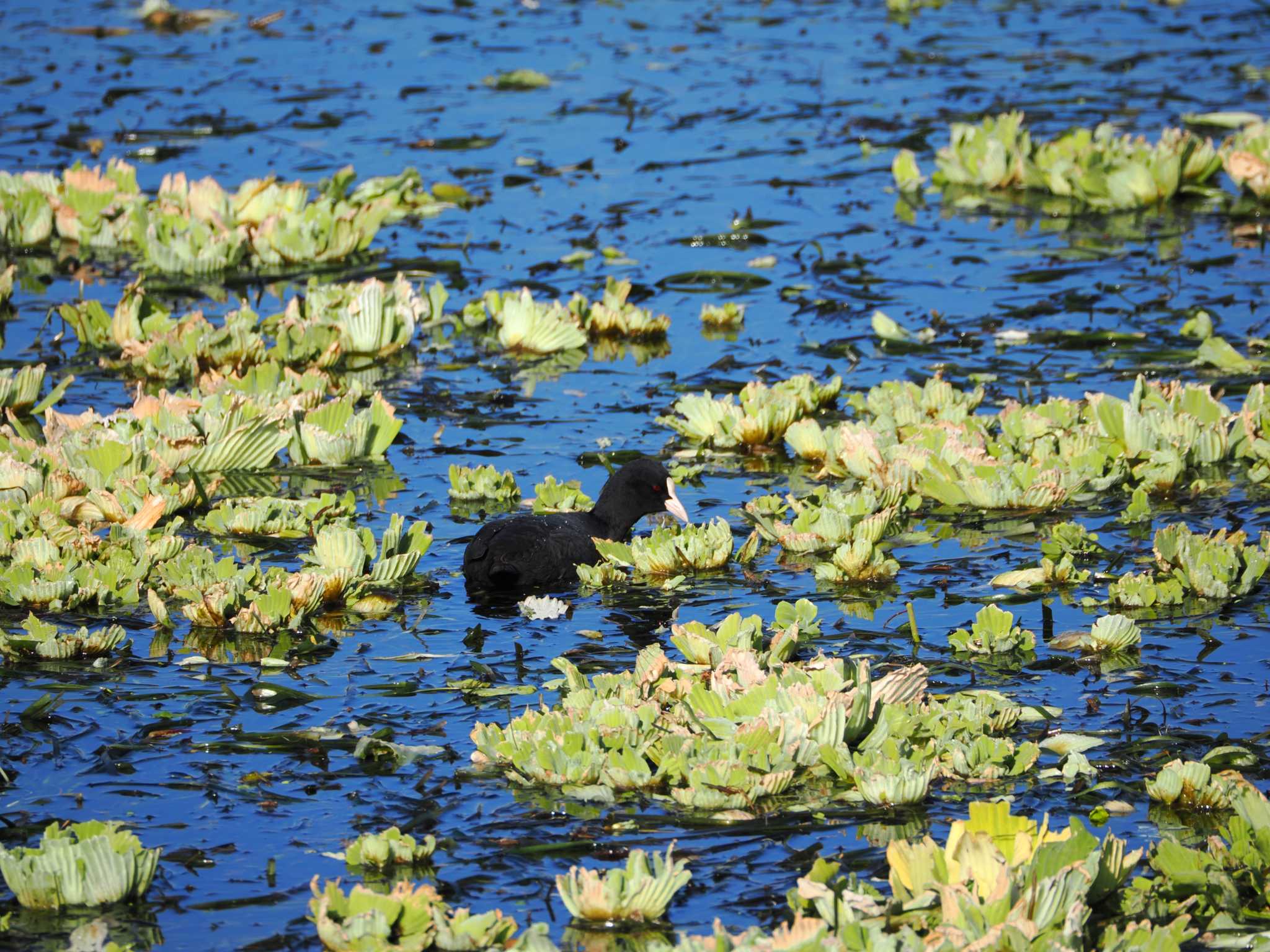 Photo of Eurasian Coot at 江津湖 by umashika