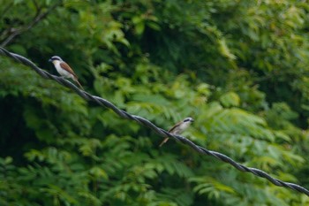 Tiger Shrike Unknown Spots Sat, 6/10/2023