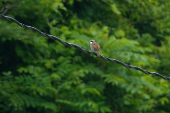 Tiger Shrike Unknown Spots Sat, 6/10/2023