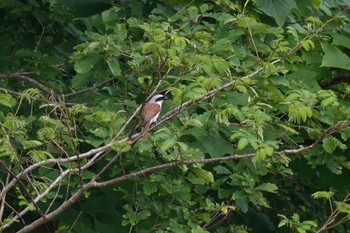 Tiger Shrike Unknown Spots Sat, 6/10/2023